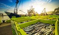 Investment in Iran fisheries sector set to surpass $1.2b in 2025: Official 
